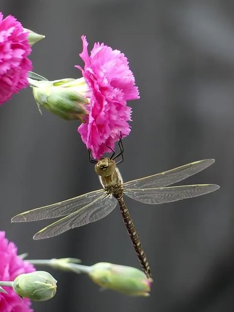 Dragonfly