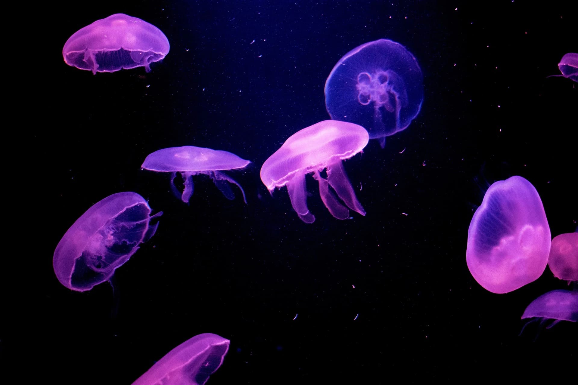 Jellyfish